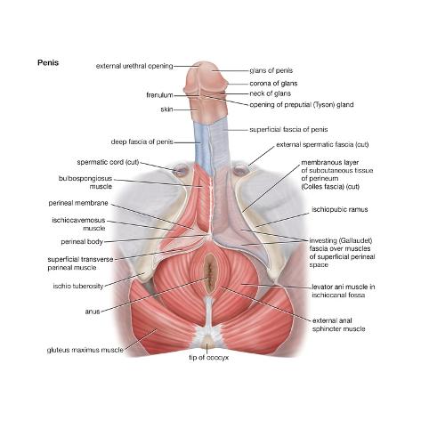 pictures human penis Pictures human penis